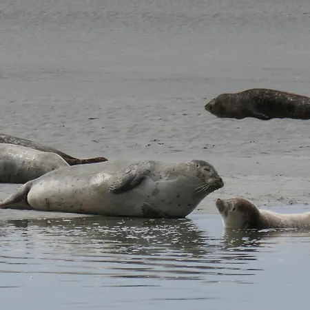 Repos Et Tranquillite G Appartement Cayeux-sur-Mer